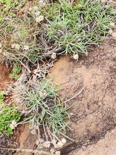 Helichrysum chionosphaerum observed 2026-01-28