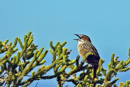 Cape Grassbird (Sphenoeacus afer), photo 3