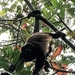 Monos Aulladores o Saraguatos - Photo (c) josephnolf, algunos derechos reservados (CC BY-NC)