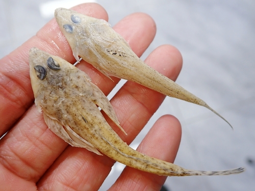 Hinds' dragonet (Callionymus hindsii) — Callionymidae — 2