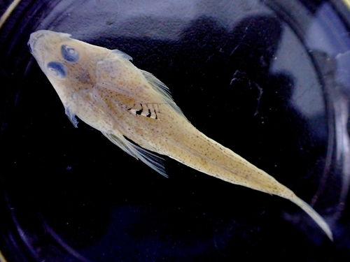 Hinds' dragonet (Callionymus hindsii) — Callionymidae