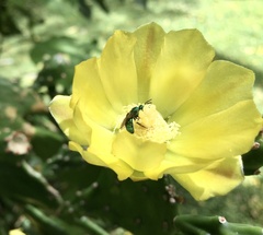 Opuntia arechavaletae