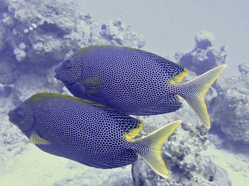 Brown-spotted rabbitfish (Siganus stellatus) — Siganidae — 5