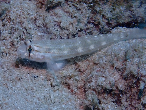 Gnatholepis caudimaculata observed 2026-01-25