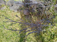 Malacomeles denticulata