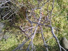 Malacomeles denticulata