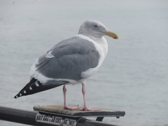 Larus glaucescens × occidentalis