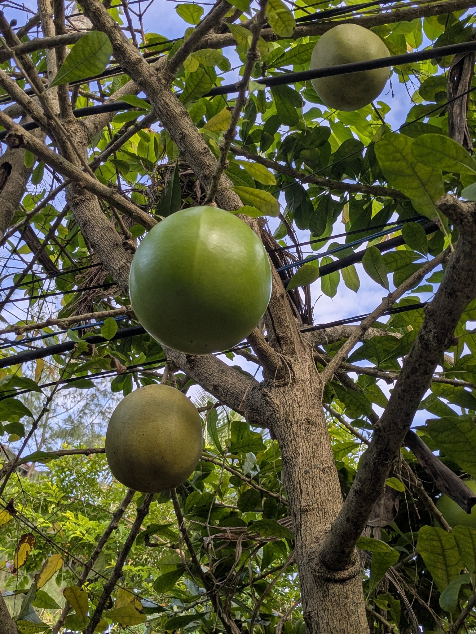 Crescentia cujete (Crescentia cujete)