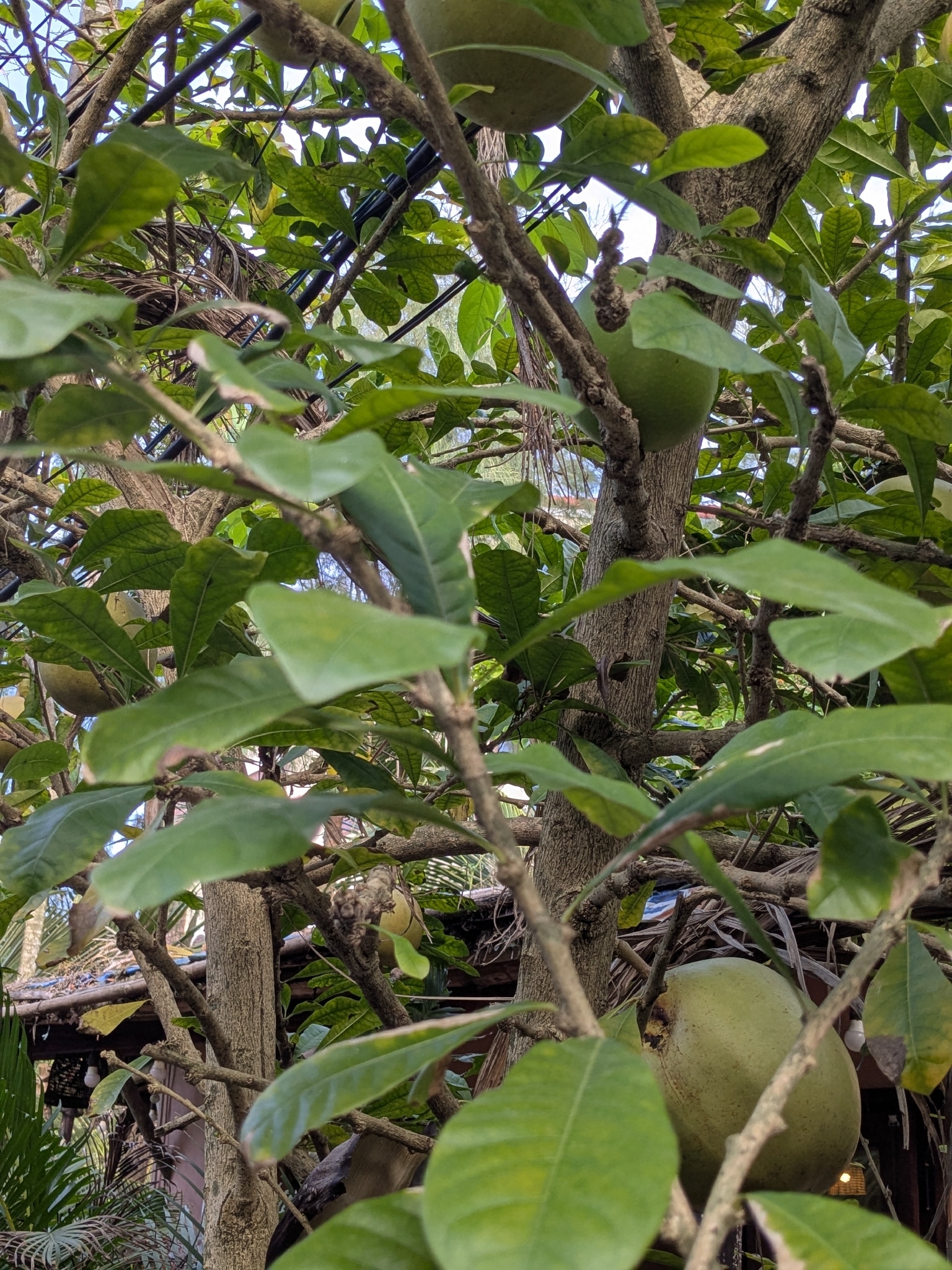 Crescentia cujete — ảnh 2
