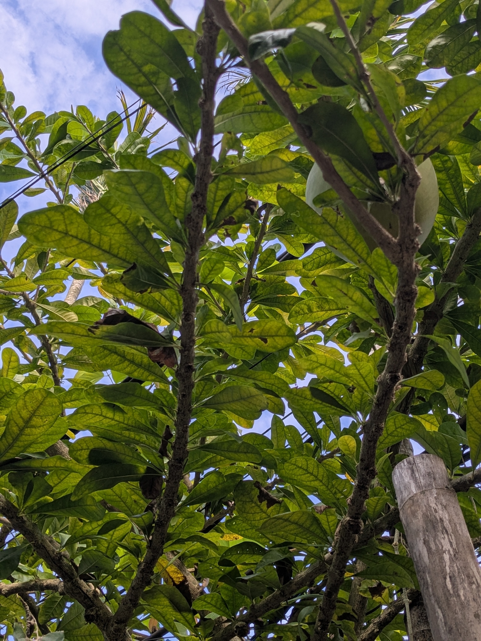 Crescentia cujete — ảnh 3