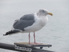 Larus glaucescens × occidentalis