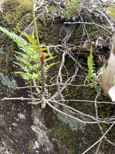 Davallia pyxidata, photograph 6