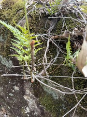 Davallia pyxidata, photograph Toby Jin, CC BY, iNaturalist via GBIF