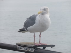 Larus glaucescens × occidentalis