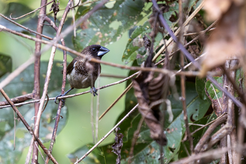 White-rumped Munia (Lonchura striata), photo 4