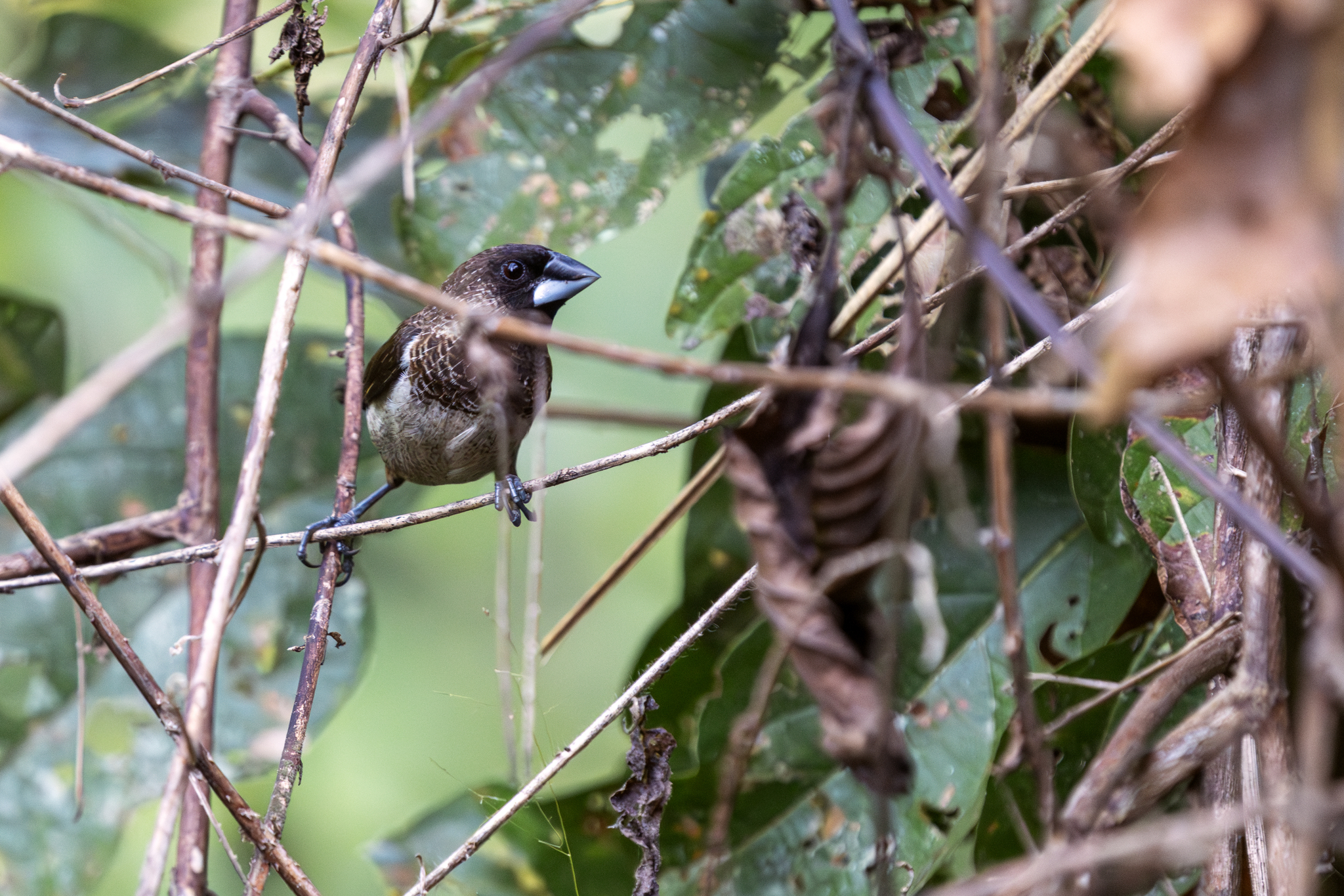 White-rumped Munia (Lonchura striata), photo 4