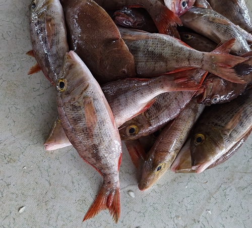 Lethrinus semicinctus observed 2025-10-23