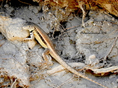 Sceloporus pyrocephalus