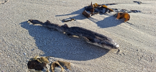 Donkere schaamhaai (Haploblepharus pictus) — Scyliorhinidae — 3