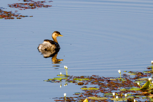 iNaturalist: (c) Leandro Rezende, some rights reserved (CC BY-NC), uploaded by Leandro Rezende iNaturalist image