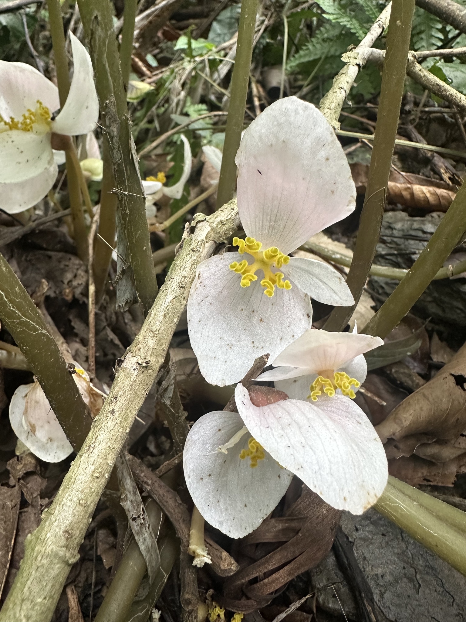 Begonia handelii (Begonia handelii)