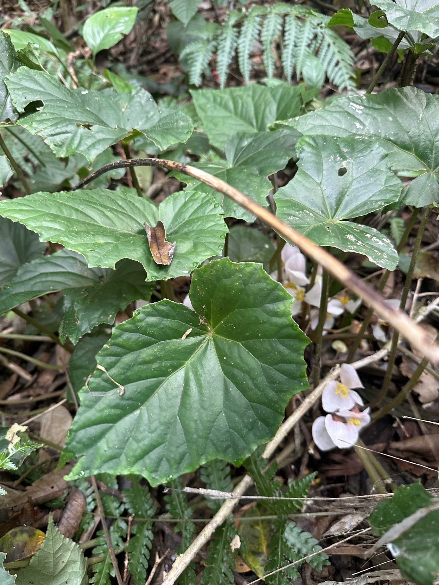Begonia handelii — ảnh 2