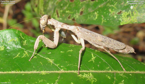 Photo of Burying Mantis (Sphodropoda tristis)
