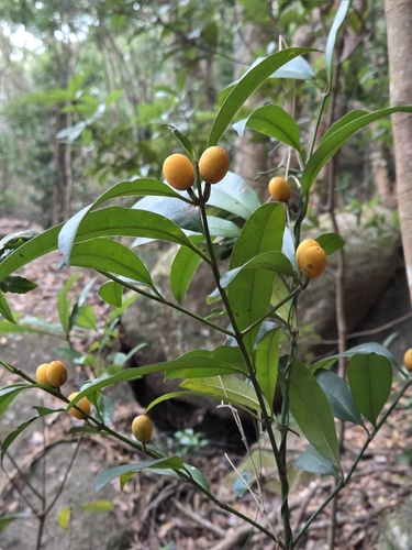 Calophyllum membranaceum observed 2026-01-30