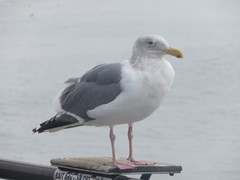 Larus glaucescens × occidentalis