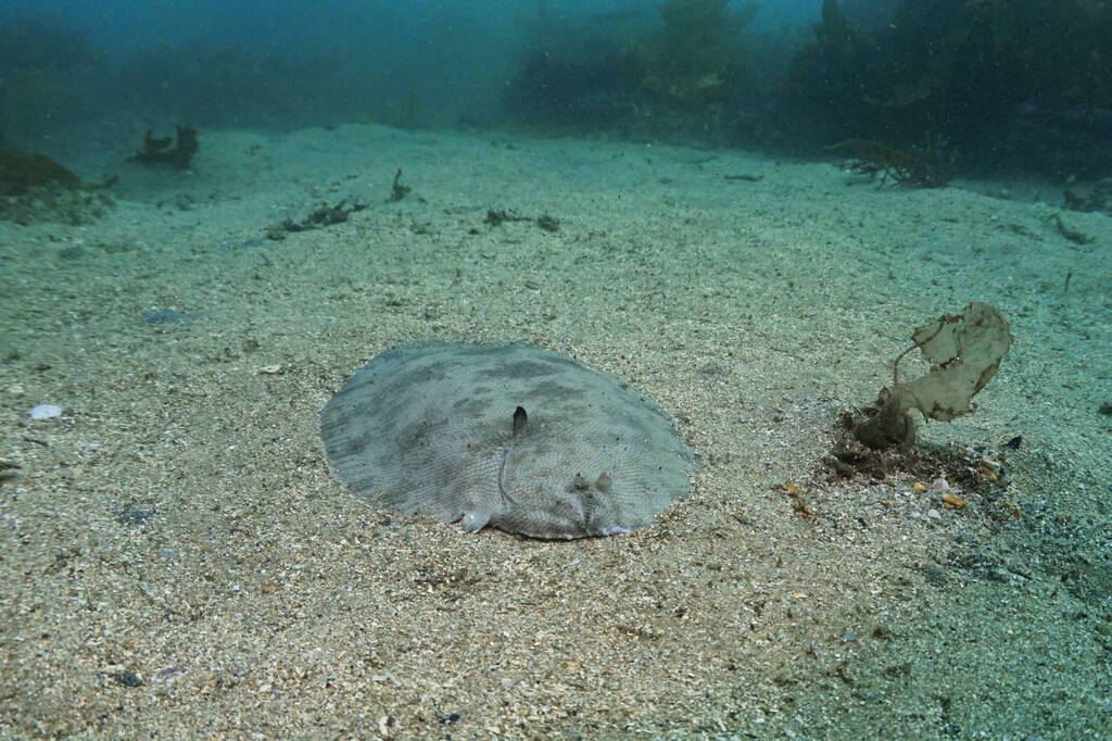 Black sole (Brachirus niger) — Soleidae