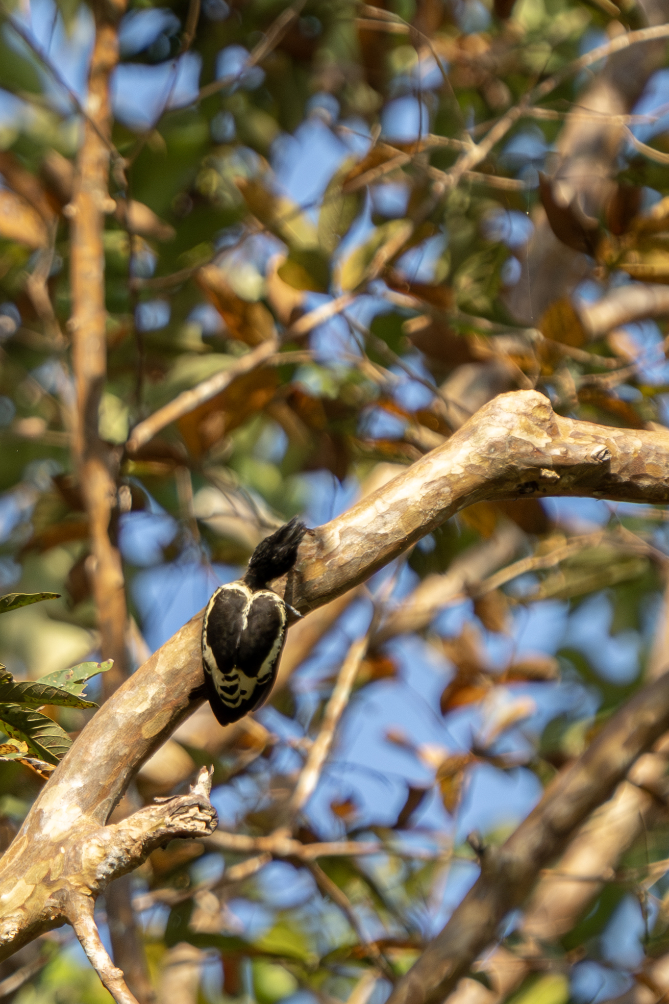 Heart-spotted Woodpecker (Hemicircus canente), photo 1