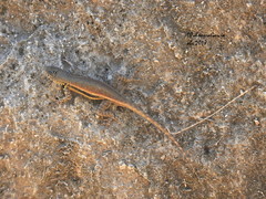 Sceloporus pyrocephalus