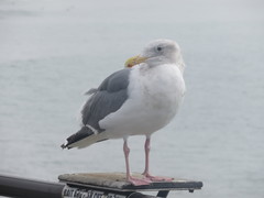 Larus glaucescens × occidentalis
