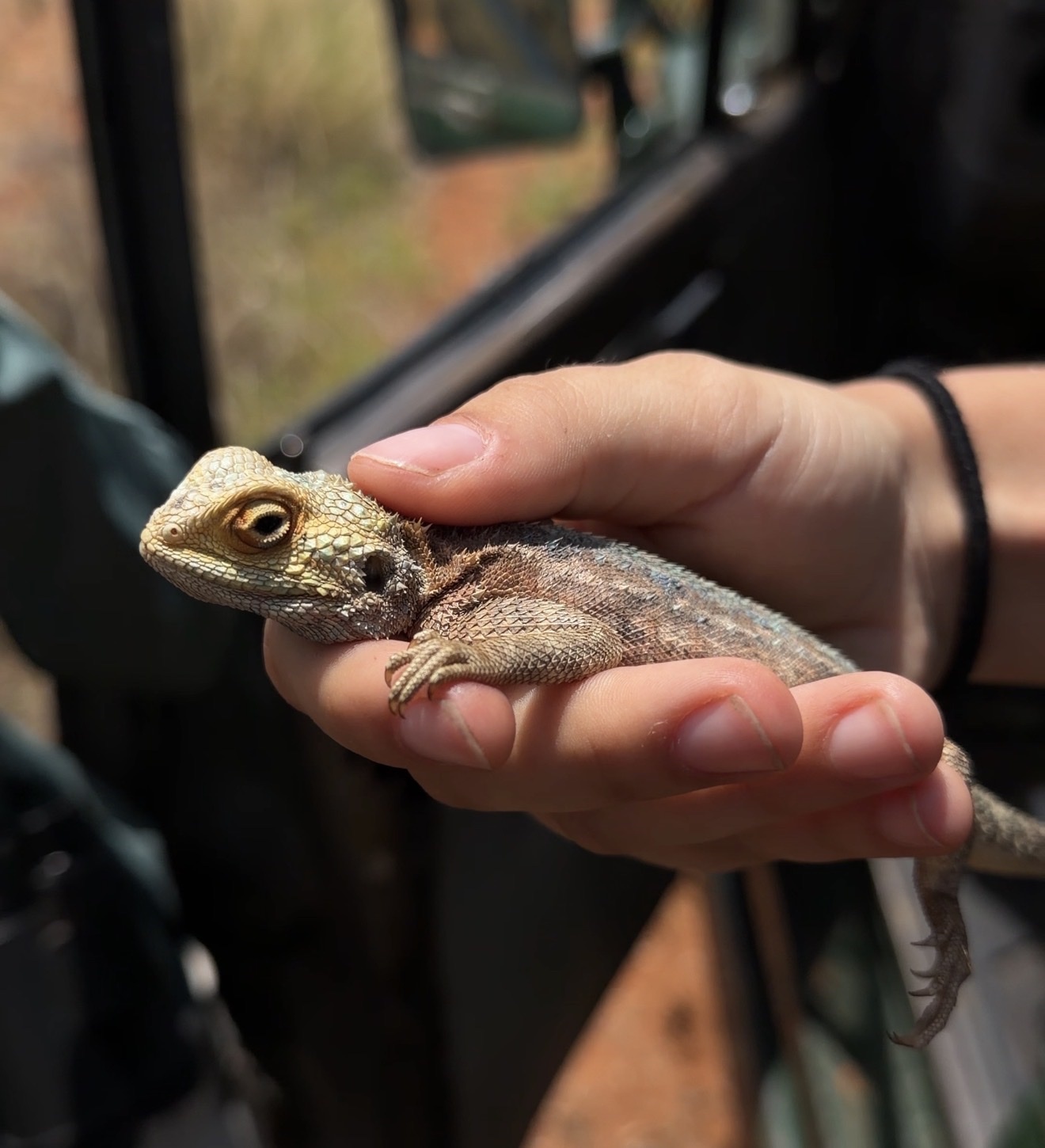 Agama aculeata Merrem, 1820