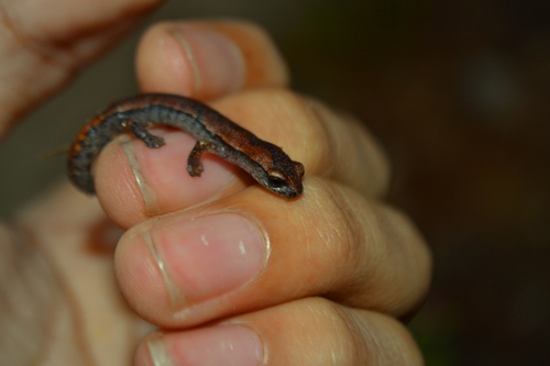 Bolitoglossa hartwegi