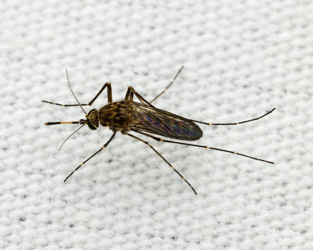Common Banded Mosquito
