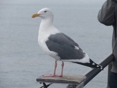 Larus occidentalis