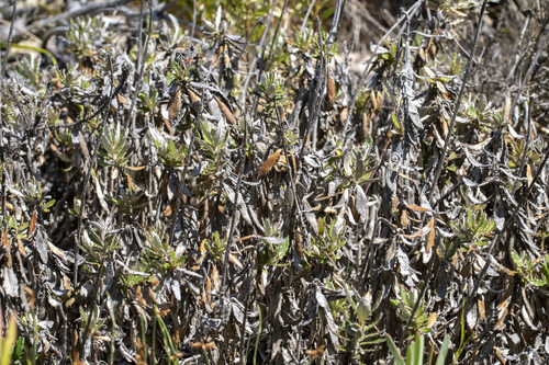 Beard Capethistle (Berkheya barbata)
