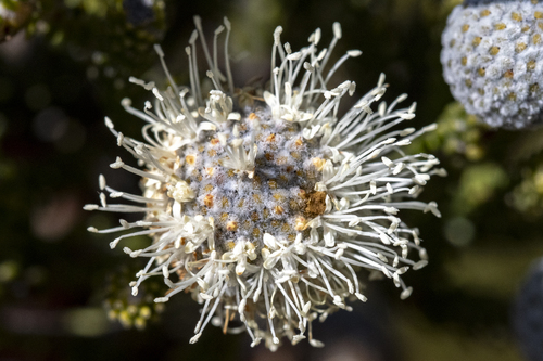 Brunia neglecta (Brunia neglecta)