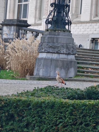 iNaturalist: (c) Khonsuronos, some rights reserved (CC BY-NC), uploaded by Khonsuronos iNaturalist image