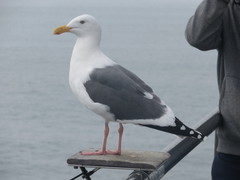 Larus occidentalis