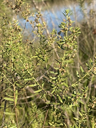 Baccharis dracunculifolia (Baccharis dracunculifolia)