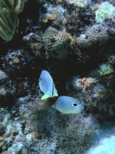 Chaetodon capistratus