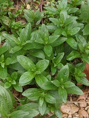 Veronica anagallis-aquatica