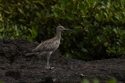 iNaturalist: (c) Roxanne Lazarus, some rights reserved (CC BY-NC), uploaded by Roxanne Lazarus iNaturalist image