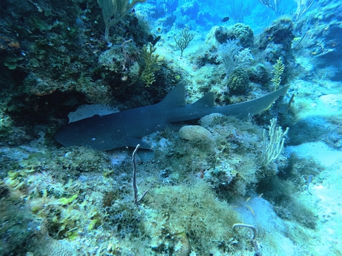 Ginglymostoma cirratum