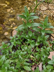 Veronica anagallis-aquatica