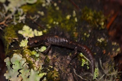 Hartweg's Mushroomtongue Salamander photo 4