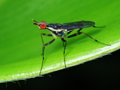 Glyphidops durus