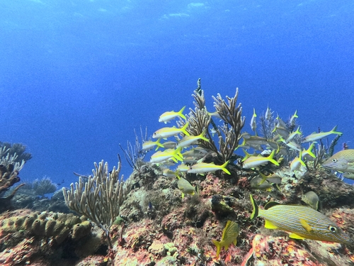 Mulloidichthys martinicus